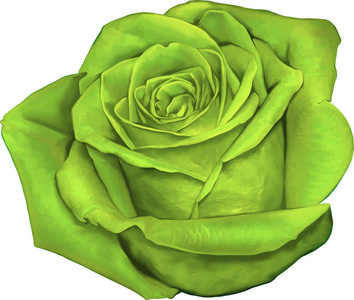 打开花蕾图片-打开花蕾素材-打开花蕾插画-摄图新视界