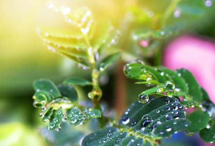 新鲜的花园里的叶子上的水珠