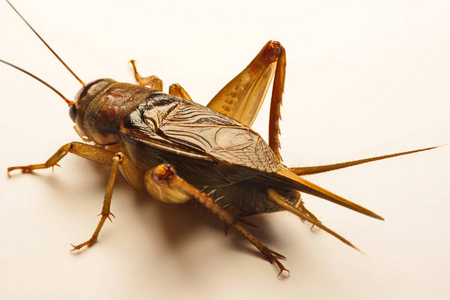 笔势特写照片的背景上的蟋蟀笔势照片