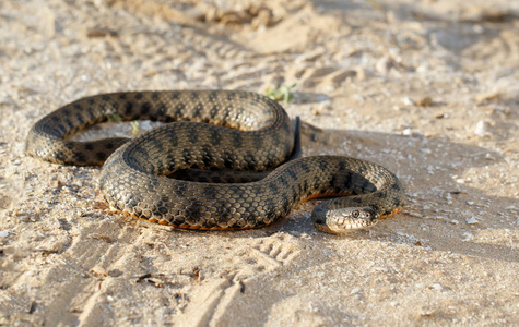 蛇,称为金钱 tessellata,在伏尔加河附近草原沙地上爬照片