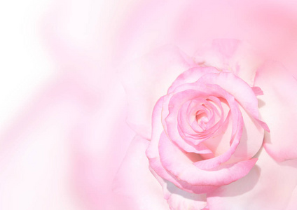 横幅与粉红色的玫瑰