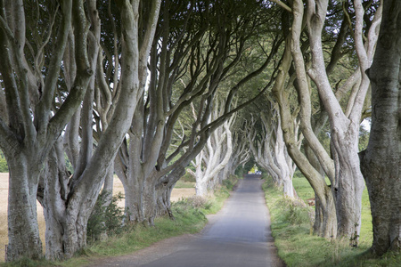 黑暗的树篱，安特里姆郡及北爱尔兰