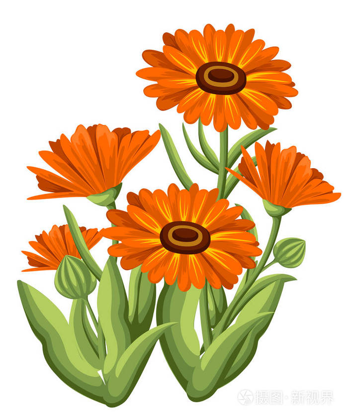 药用植物素描风格网站页面和手机应用程序设计插画-正版商用图片0u8d6