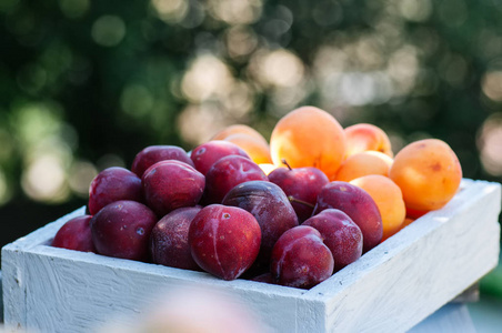 新鲜的成熟李子和杏在木盒子里。夏天花园在苏