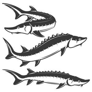 鲟鱼图片-鲟鱼素材-鲟鱼插画-摄图新视界