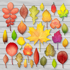 色彩鲜艳的秋叶在木制背景矢量上设置