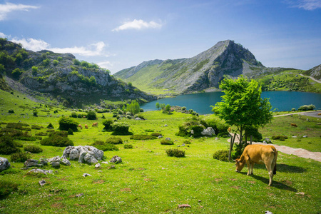 在汇总在西班牙 Covadonga 湖附近的草地上放牧的牛