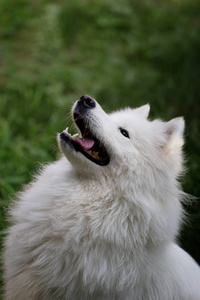 萨摩耶德犬在绿色草地上