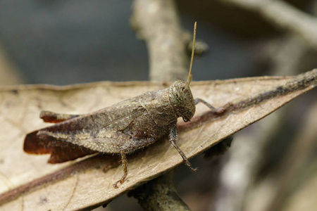 干休假的褐色蚱蜢 Apalacris varicornis 的形象