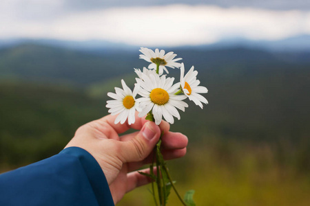 这家伙山的手里拿洋甘菊