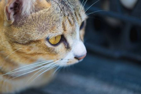 猫眼睛，猫脸，看看相机的特写镜头。浅佛