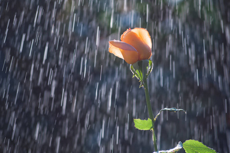 奶油玫瑰雨轨道的背景滴图片