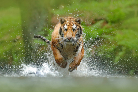 老虎在水中运行