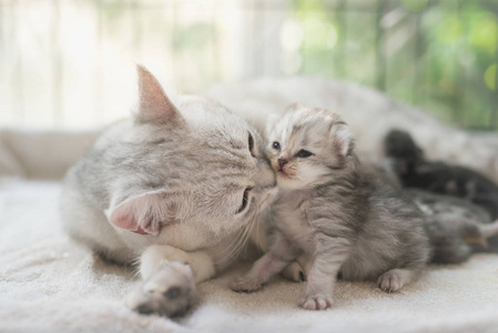 美国短毛猫猫用爱亲吻她的小猫照片