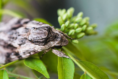 大灰蛾休息照片