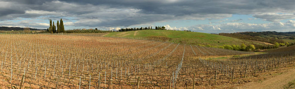 在托斯卡纳在秋天的季节期间的齐 锡耶纳 颜蒂区卡斯特利那附近的葡萄园。意大利