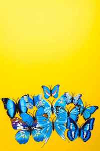 在黄色背景上的蓝色蝴蝶
