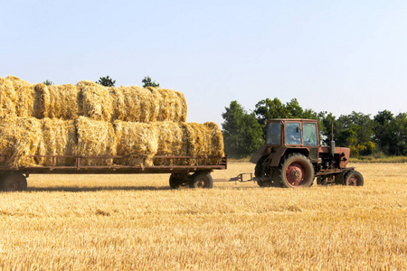 拖拉机携带捆草卷在桩上的堆叠在一起。农业机械在字段上收集捆捆的干草