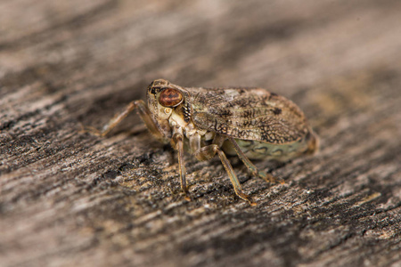 伊苏斯 coleoptratus 飞虱虫