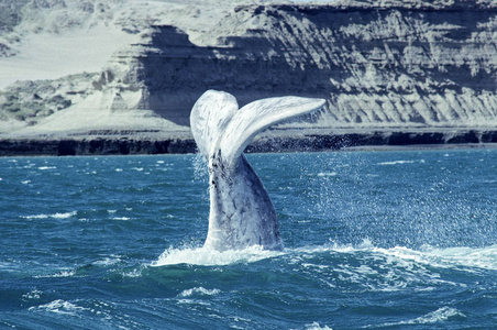 鲸鱼小牛尾巴阿根廷