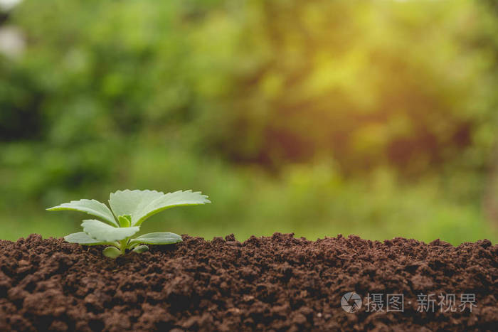 幼苗及植物生长的土壤中自然背景