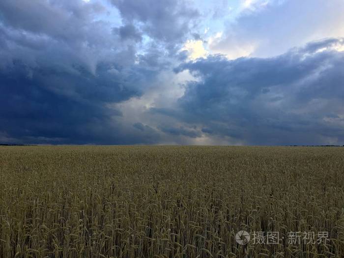 在一个暴风雨的天空下的麦田