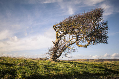 一棵树被狂风吹照片