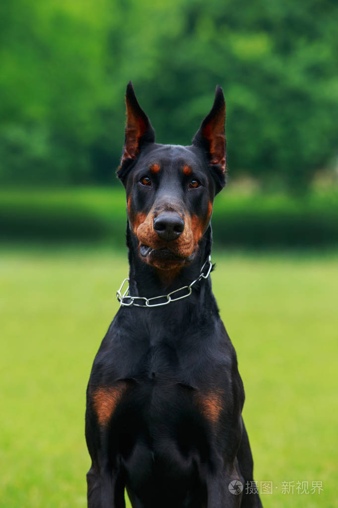 杜宾犬的犬种