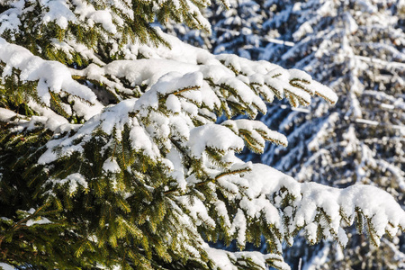 冰雪覆盖的云杉分行