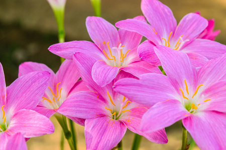 紫色雨百合花卉