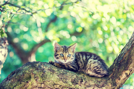 树上的小猫谎言