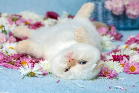 可爱的小猫咪躺在甘菊花上