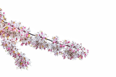 野生喜马拉雅樱桃李属樱花盛开作为背景