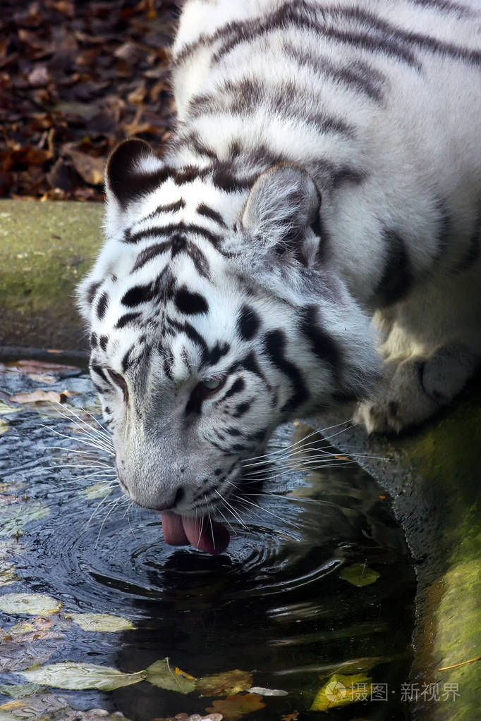 白老虎喝水