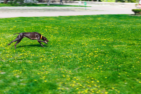 那只狗在公园里的棕色的颜色和光滑的头发跑