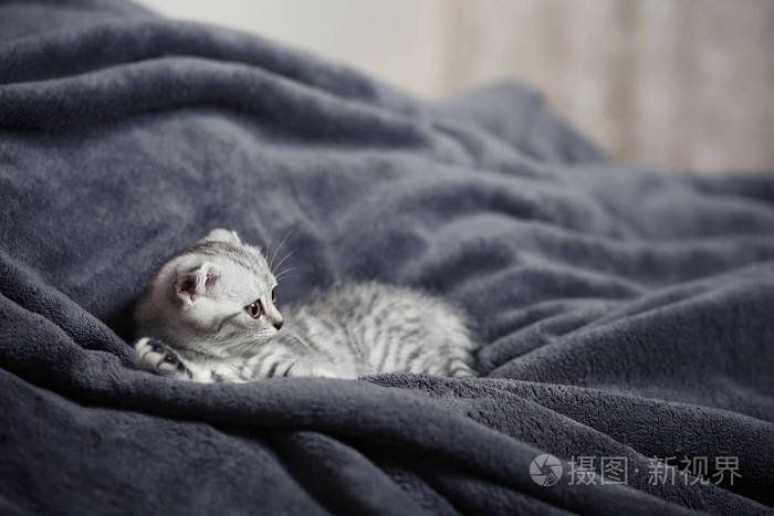 睡在床上的可爱灰色小猫