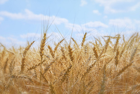 金黄色成熟小麦黑麦小穗.黄色麦田.金色的小穗的小麦在蓝蓝的天空下.