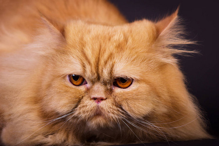 橙色的波斯猫图片