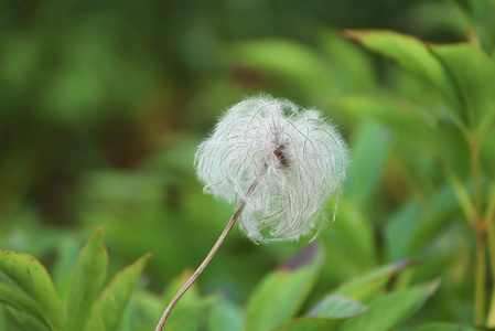 白色蓬松花