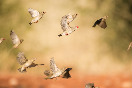 沙漠雀织巢鸟飞来飞去照片