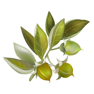 白色背景上有霍霍巴油和种子的玻璃瓶,俯视图霍霍巴