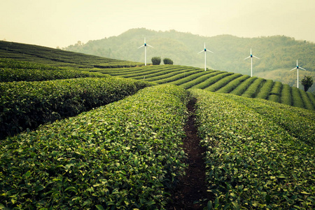 在泰国清莱的茶叶种植园