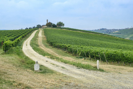 Oltrepo Piacentino 意大利，在夏天的乡村景观