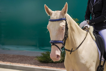 盛装舞步比赛期间的蓝眼睛肖像的奶油阿克哈塔克马照片