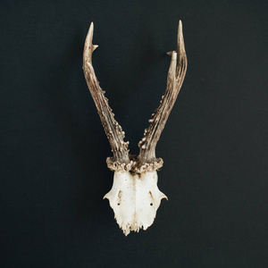 羊骨架山羊角黑色粉笔板背景照片