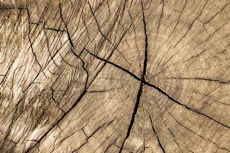 合起来的棕色衰老树树皮背景图片