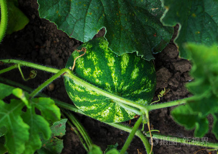 越来越多的条纹的西瓜