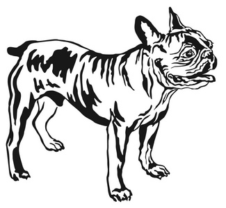 法国斗牛犬矢量 illustrati 的装饰站肖像