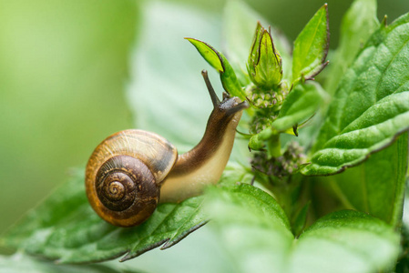 绿色的树叶蜗牛爬行照片