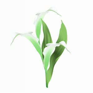 马蹄莲白花和叶多年生草本观赏植物复古矢量图可编辑